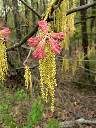 {Quercus marilandica}